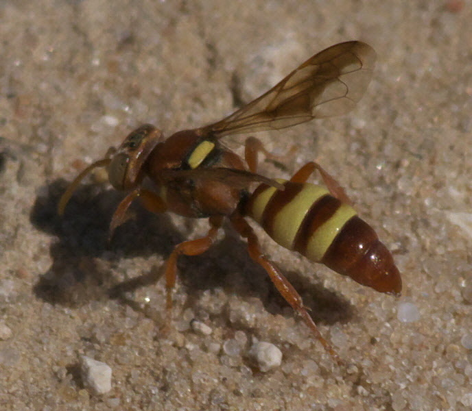 Hoplisoides tricolor