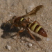 Hoplisoides tricolor - Photo (c) Robert Webster, some rights reserved (CC BY-SA), uploaded by Robert Webster