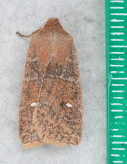 Eupsilia vinulenta