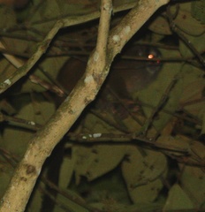 Aotus lemurinus