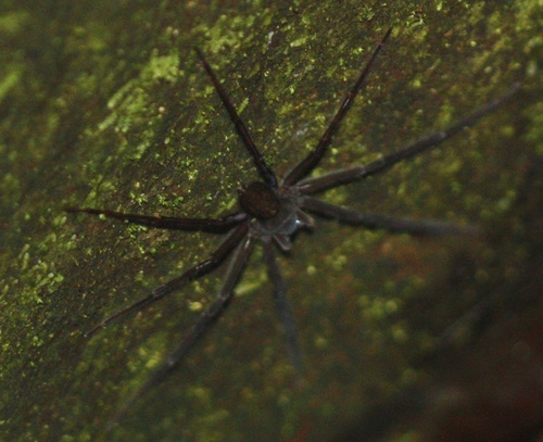Trechaleidae