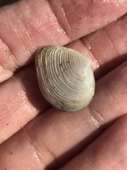 Cumingia californica