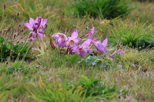 Colchicum speciosum