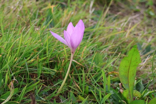 Colchicum speciosum