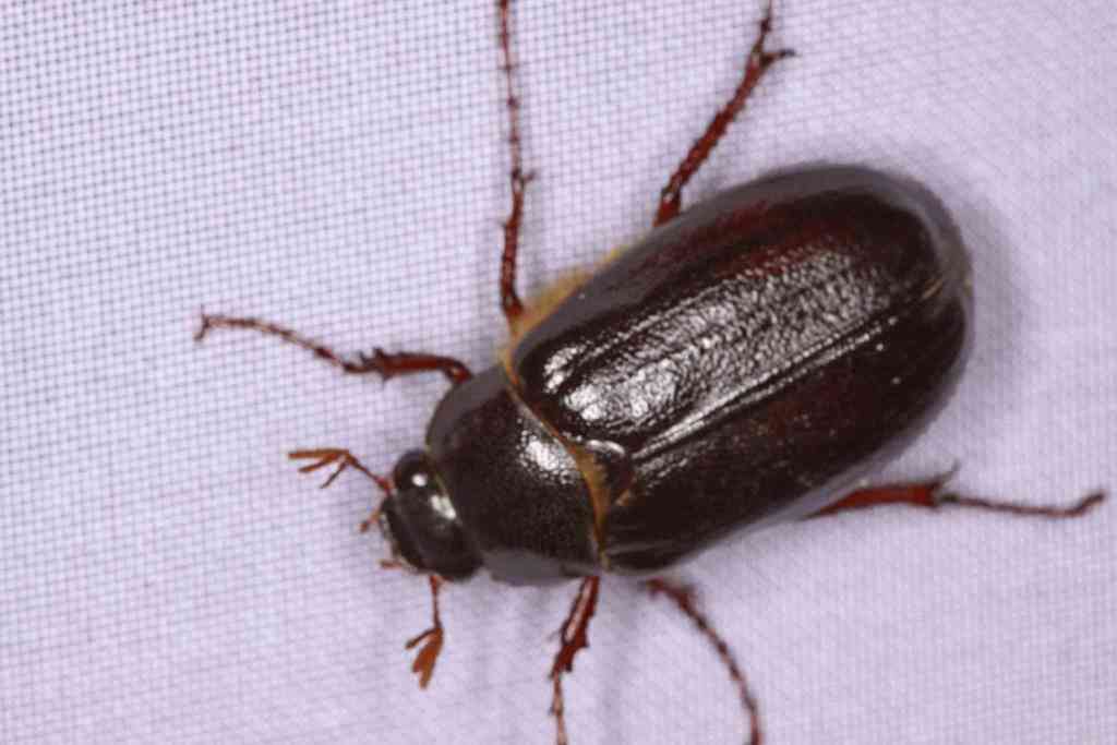 May Beetles