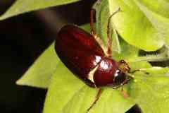 Phyllophaga anxia