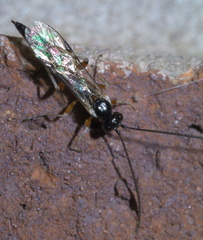 Ctenopelmatinae