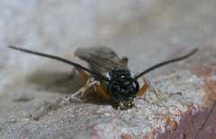 Ctenopelmatinae