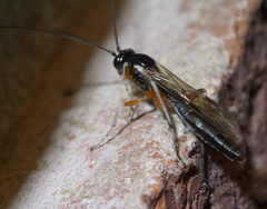 Ctenopelmatinae