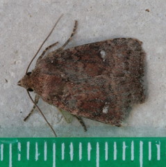 Pseudorthodes vecors