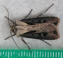Agrotis volubilis