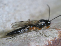 Ctenopelmatinae