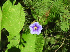 Ipomoea parasitica