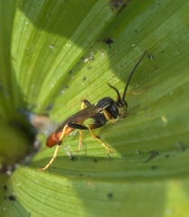 Ctenopelmatinae