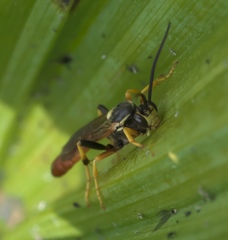 Ctenopelmatinae