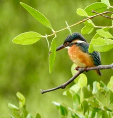 Alcedo atthis