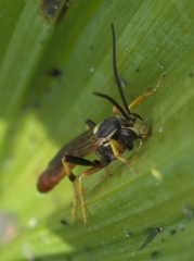 Ctenopelmatinae