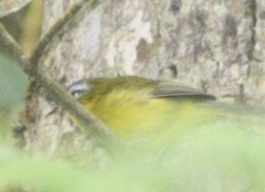 Thlypopsis superciliaris