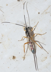Sphelodon phoxopteridis