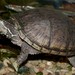 Eastern Musk Turtle - Photo (c) Kevin Metcalf, some rights reserved (CC BY-NC), uploaded by Kevin Metcalf