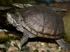 Eastern Musk Turtle - Photo (c) Kevin Metcalf, some rights reserved (CC BY-NC), uploaded by Kevin Metcalf