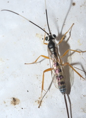Sphelodon phoxopteridis