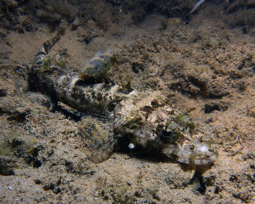 Flathead (Cymbacephalus nematophthalmus) — Platycephalidae — 4
