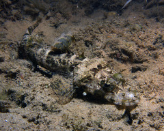 Cymbacephalus nematophthalmus