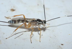 Sphelodon phoxopteridis