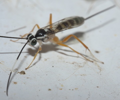 Sphelodon phoxopteridis