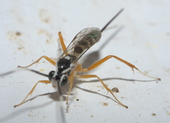 Sphelodon phoxopteridis
