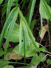 Hakonechloa macra