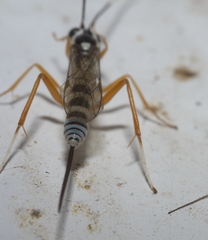 Sphelodon phoxopteridis