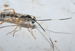 Sphelodon phoxopteridis