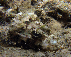 Cymbacephalus nematophthalmus