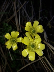 Ranunculus enysii