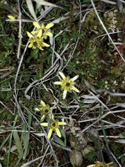 Ranunculus gracilipes