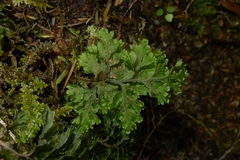 Hymenophyllum scabrum