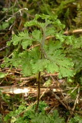 Hymenophyllum scabrum