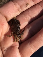 Paraxanthias taylori