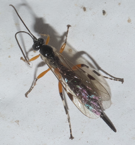 Itoplectis conquisitor photo 5