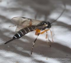 Itoplectis conquisitor