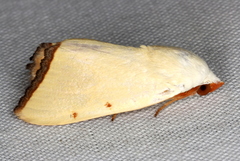 Xanthodes amata
