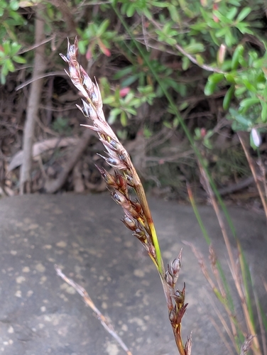 Machaerina gunnii observed 2025-09-19