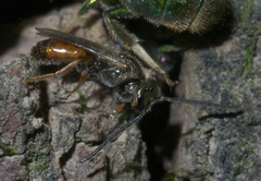 Lasioglossum zephyrus