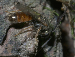 Lasioglossum zephyrus