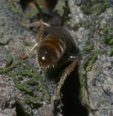 Lasioglossum zephyrus