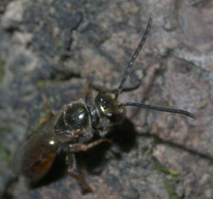 Lasioglossum zephyrus