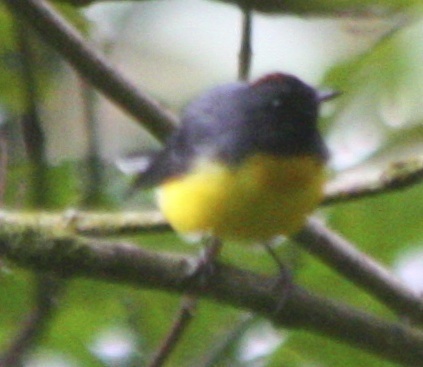Myioborus miniatus
