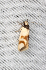 Antipterna trilicella